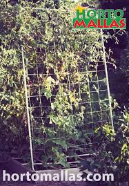 Plant supports uk has a vast range of products to help protect plants, planting schemes and borders and show plants and flowers. Using Concrete Wire Mesh To Train Plants In Your Vegetable Garden