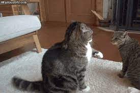 Pouncing Cat Meme Page 1 Line 17qq Com Search, discover and share your favorite ready to pounce gifs.