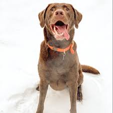 Please note whether the animal is available in boston, dedham or brewster. Adopt A Dog Near Boston Ma Get Your Pet