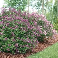 Josee and bloomerang lilacs are sold as rebloomers, which will flower in late summer and fall as well as in spring. Bloomerang Dark Purple Lilac Reblooming Lilacs Plantingtree