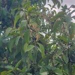 Image result for Globimetula