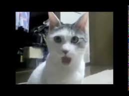 If you thought you couldn't possible love dogs anymore, this might prove you wrong. Funny Animals Clean Funny Animals Kids Youtube