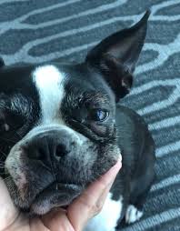 Frenchie, little clown ,frog dogs. My Boston Terrier Just Broke Out In Hives Is It An Emergency What Can I Do At Home Maggielovesorbit Com