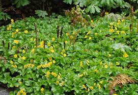 Evergreen groundcover varieties for shade. 14 Beautiful Native Plants For Shade Gardens