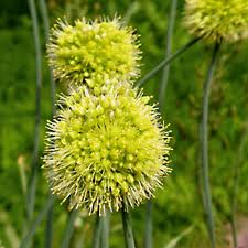 We did not find results for: Allium Obliquum Seeds Lopsided Ornamental Onion Plant World Seeds