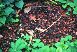 Image result for Coula