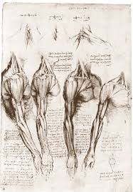 Leonardo Da Vinci Drawing Disegno Vita Arte Anatomica Leonardo Da Vinci
