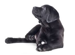 They're not quite as popular but we also raise seven purebred puppy breeds including yorkshire terriers, chihuahuas, toy poodles and more! 1 Labrador Retriever Puppies For Sale In Michigan