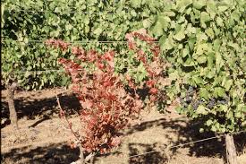 Image result for Grapevine leafroll virus