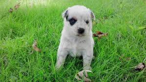 A study in blue and white. 7 Special Care Tips For Blue Heeler Puppies