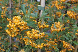 Image result for Pyracantha coccinea golden charmer