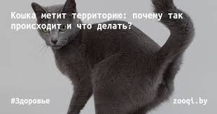 koshka metit territoriyu pochemu tak proishodit i chto delat