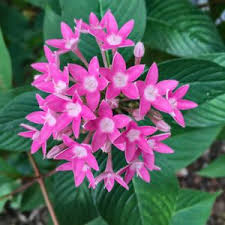 Image result for Pentas lanceolata