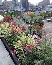 Plant Specialists On Instagram Rooftop Garden From Summer Designed Installed Maintained By Plant Speci Rooftop Garden Rooftop Planters Landscape Design
