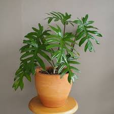 In Frame Philodendron Elegans Aka Philo Jari Home Flower Arrangements Plants Houseplants