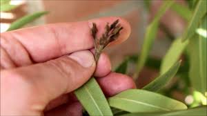 In spanien oder italien wächst der oleander quasi überall, hauptsache, es ist schön warm, sonnig und außerdem feucht. Oleander Schneiden Ruckschnitt Wann Newwonder555 Youtube
