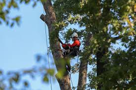Professional Tree Cutting: Having Trees Removed Professionally | Gardening Know How