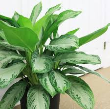 10 Plantes Qui Purifient L Air Et Ameliorent La Sante Plants Growing Plants Air Plants