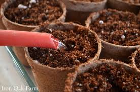 Radishes are another cold hardy vegetable that can be grown in early spring and again in late summer. 2