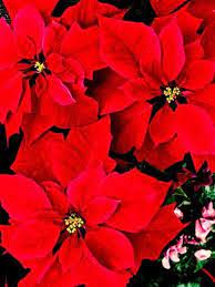 Photographic Print Close Up Of Red Poinsettia Flowers 32x24in Red Flower Pictures Poinsettia Flower Flower Photos
