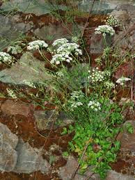 Image result for Pimpinella robynsii