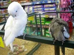Cockatoo And A Cockatiel Youtube