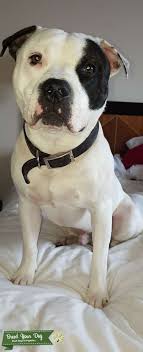 Inserted:10.1 years ago female (994659) american bulldog. Stud Dog Black And White Staff X American Bulldog Male Breed Your Dog