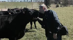 Pret 9 ron + tva detalii la tel: PreÈ›ul Pentru Carnea De Angus Capcanele Afacerii Cu Vaci De Carne In Romania