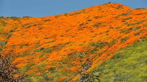 Sunrise and sunset in lake elsinore, as well as day length, twilight and solar noon for every day of the year. Flower Power Lake Elsinore Reopens Poppy Fields Amid Traffic Nightmare Times Of San Diego