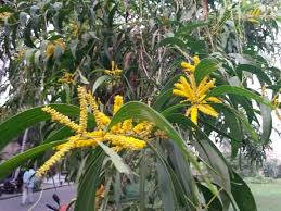 Image result for Acacia davyi