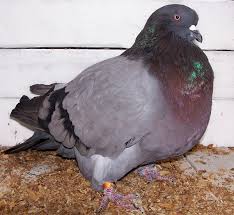 Found On Google From En Wikipedia Org Pigeon Breeds Pigeon Pictures Pigeon
