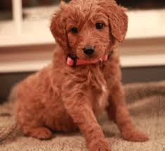 These hybrid dogs are fortunate to have good health and growth that is seen in the offspring when two. Mini Goldendoodle Breeders Northeast Mini Goldendoodle