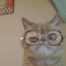 Funny Cat With Glasses Blank Meme Template Funny Animal Pictures Funny Cat Pictures Funny Cats