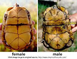 Turtle Faq's - Central Mississippi Turtle Rescue