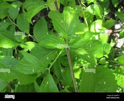 Image result for Hoslundia