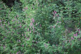 Image result for Indigofera demissa