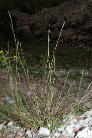 Image result for Sporobolus bechuanicus