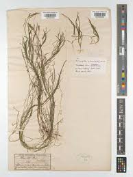 Image result for Potamogeton octandrus