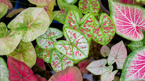Image result for Caladium