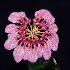 Image result for Bulbophyllum burttii