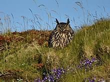 Will good luck charm bubi the eagle owl make an appearence for finland in saint petersburg this evening? Eurasian Eagle Owl Wikipedia