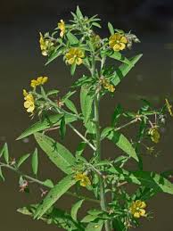 Image result for Ludwigia stenorraphe