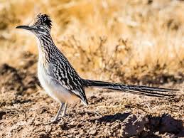 Why did my roadrunner email stop working? 9 Revealing Facts About Roadrunners