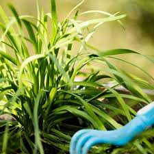 There are two ways of planting chives: How To Grow Garlic Chives