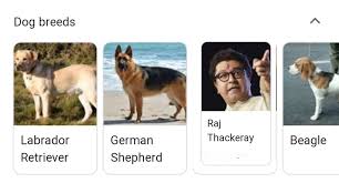 Raj thackeray's mns seeks hindutva route for future politics. Vishnu Khiladi On Twitter 25rt Possible Akkians Pagal Kutta Raj Thackeray
