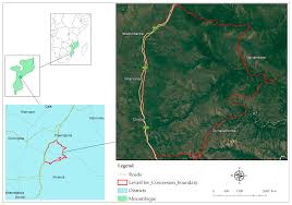 Image result for Scolopia stolzii