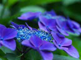 Hydrangea Very Beautiful Flowers Hydrangea Colors Blooming Flowers