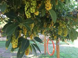 Image result for Phytolacca dioica