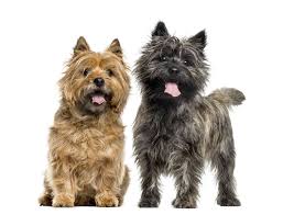 Check spelling or type a new query. Cairn Terrier Dog Full Profile History And Care