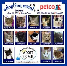 I have helped petco adoptions time and time again. Pin By Angels Among Us Pet Rescue On Adoptable Cats Cat Adoption Petco Cats